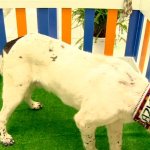 2017_05_03_ashg_expo_02