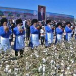 2017_08_31_hlopok_cotton_02