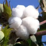 2017_08_31_hlopok_cotton_03