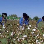 2017_08_31_hlopok_cotton_04