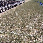 2017_08_31_hlopok_cotton_05