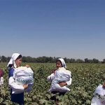 2017_08_31_hlopok_cotton_06