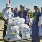 2017_08_31_hlopok_cotton_07