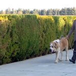 2017_11_16_berd_dog_alabay_02
