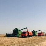 2018_06_11_wheat_01