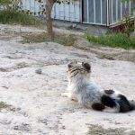 2018_08_27_animals_02