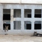 2018_08_27_animals_04
