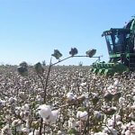 2018_10_16_hlopok_cotton_tv_04
