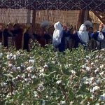 2018_10_16_hlopok_cotton_tv_08