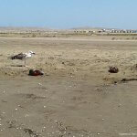 2018_11_12_cheleken_12