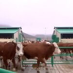 2018_12_11_cow_mramor_01