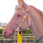 2019_02_03_bicycle_horse_04