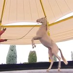 2019_02_03_bicycle_horse_07