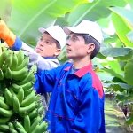 2019_02_28_banana_01