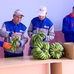 2019_02_28_banana_03