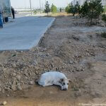 2019_03_05_stray_dog_animals_01