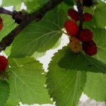 2019_03_06_tutovnik