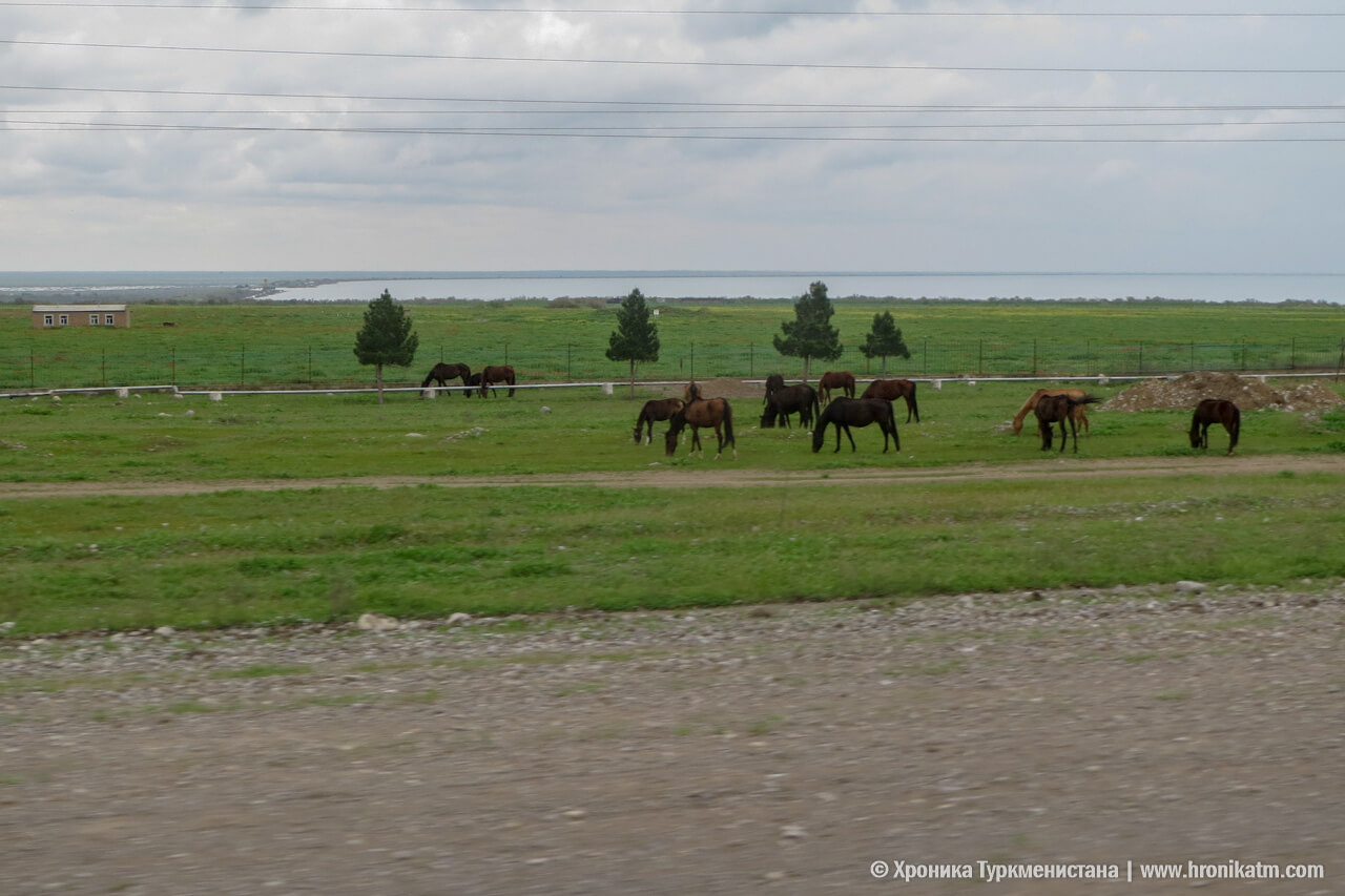2019_04_27_horses