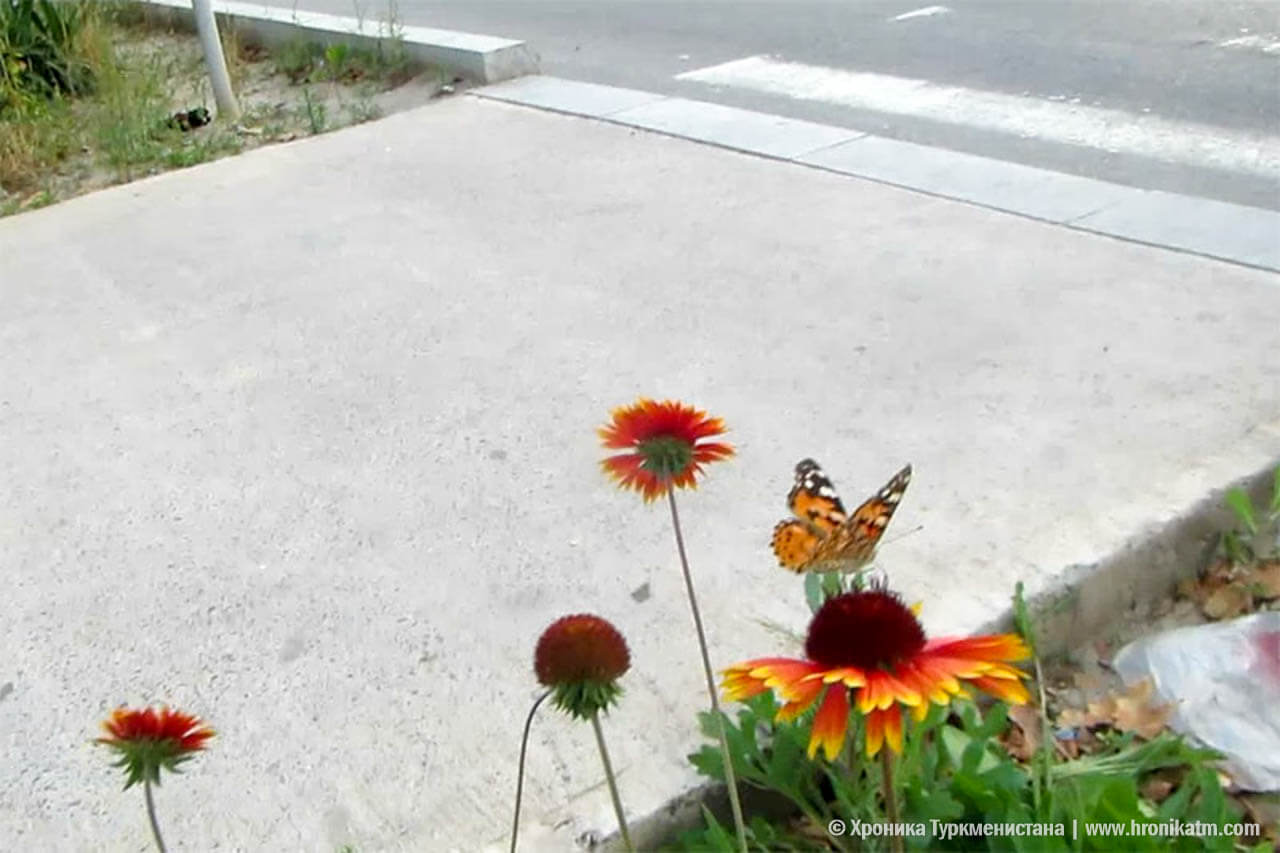 2019_05_27_butterflies_02