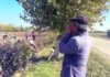 Учителей отправляют на сбор хлопка, несмотря на оплату наемных рабочих