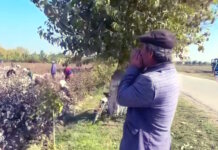Учителей отправляют на сбор хлопка, несмотря на оплату наемных рабочих