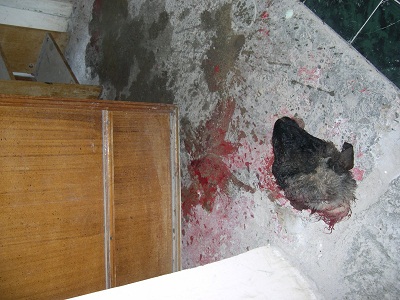 Отрезанная голова барана у дверей правозащитника. Срочное сообщение -  Хроника Туркменистана