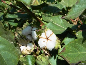 cotton1