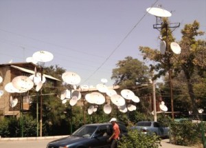 griby[1]