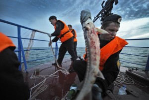 Пограничники достают из воды сеть с рыбой во время рейда по борьбе с браконьерством осетровых в Каспийском море.Фото: Алексей Куденко / РИА Новости