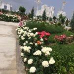 roses_245413