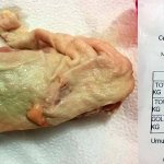 spoiled_chicken_23464651