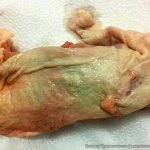 spoiled_chicken_811441