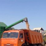 wheat_321646571